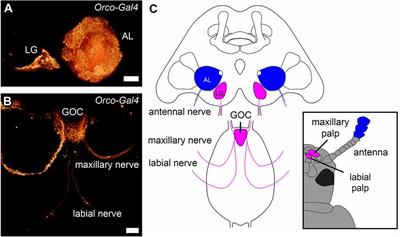 Anatomic and neurochemical analysis of the palpal olfactory system in the red flour beetle Tribolium castaneum, HERBST